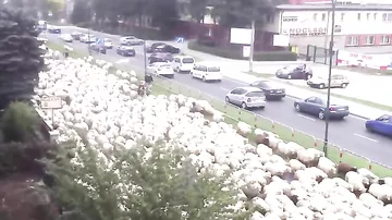 Огромное стадо овец идет по улицам города 2