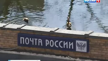 На крыше почты в Москве появилось озеро с утками