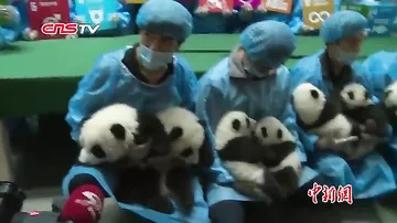 В Китае показали детёнышей больших панд — близнецов