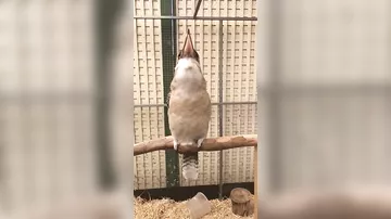 Кукабара — птица, которая смеется как злодеи из фильмов ужасов