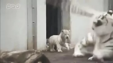 Видео "эффектного появления" белого тигренка перед взрослым тигром взорвало Сеть
