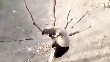 Неловкая панда, застрявшая на дереве, рассмешила пользователей Сети