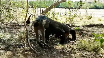 Варан проглотил обезьяну на глазах у шокированного туриста