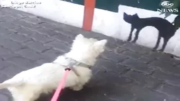 Собака испугалась нарисованную кошку