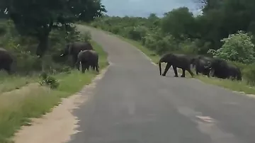 Видео трогательного момента заботы двух молодых слонов