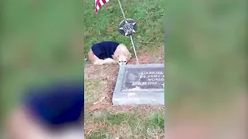 В США преданный пес отказался покидать могилу своего хозяина