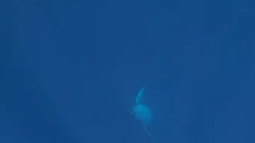 Unikal kadrlar: balina alimi xilas etdi