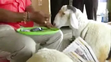 Индийская овца подсела на никотин