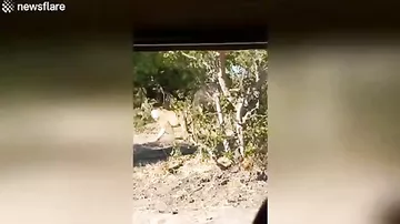 Буйволы подрались со львами на глазах у толпы