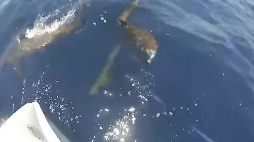 Акулы лишили рыбаков улова, оставив им лишь рыбий хвостик