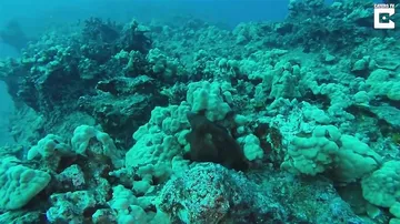 Попытавшись спрятаться от аквалангиста, осьминог показал невероятное шоу