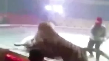 Тигр и львица напали на лошадь на арене китайского цирка