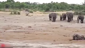 Разъяренная слониха избила хоботом бегемотов, защищая детеныша