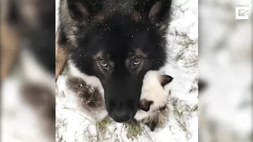 Пёс защитил своего друга-кота от снега