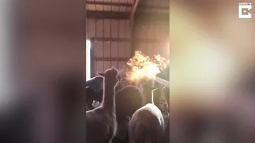 "Огнедышащий" альпака покорил пользователей Сети