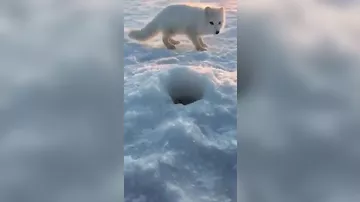 Упорный песец взял рыбака измором и съел его улов