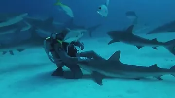 Морской биолог загипнотизировал огромную акулу -1