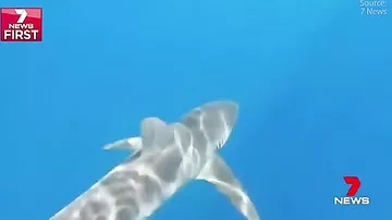 Подводный охотник погладил стаю крупных акул