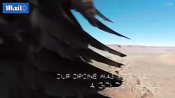 Орёл сошёлся в воздушной битве с дроном и уничтожил противника