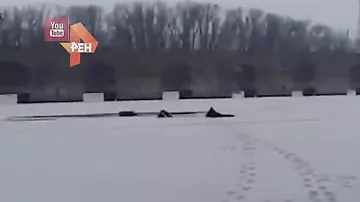 Видео спасения полицейским провалившегося под лед ребенка в Тольятти