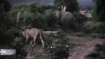 Слониха отбила атаку льва на своего детёныша