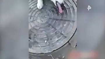 Неравнодушный прохожий спас собаку, лизнувшую люк на морозе