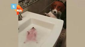 Видео с ежом, наслаждающимся ванной с пеной, стало хитом в Сети