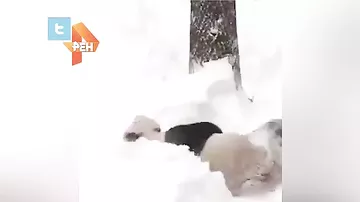 Видео с реакцией панды на снег растрогало Сеть