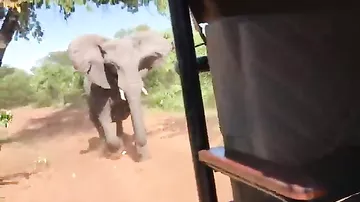 Агрессивный слон напал на туристов