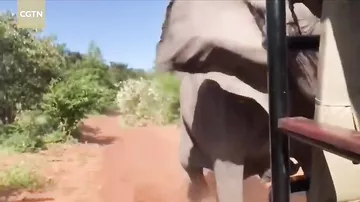 Fil turistlərin avtomobilinə hücum etdi - Dişini qırdı