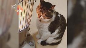 "Теплый" кот, гипнотизирующий обогреватель, покорил интернет-пользователей