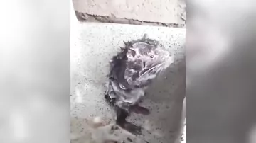 Видео с принимающей душ крысой вызвало споры в Сети