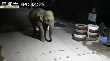 Дикий "слон-нелегал" поставил в тупик китайских пограничников