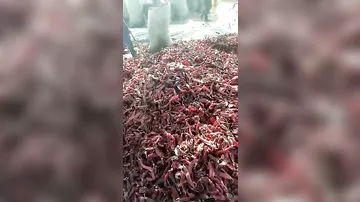 После этого видео вам вряд ли захочется есть перец чили