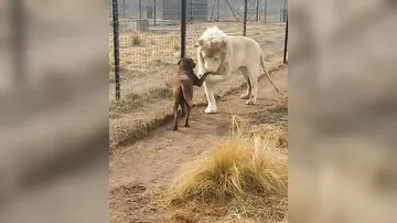 Видео про льва, который целует лапу собаке, стало вирусным