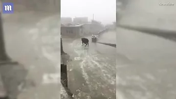 Скользящая по льду корова попала на забавное видео