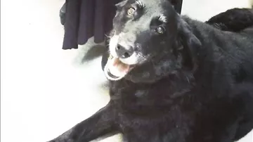Пропавшая собака оказалась дома 10 лет спустя