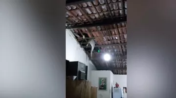 На бразильцев с потолка упал осел
