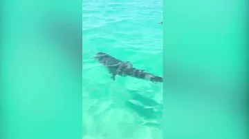Акулы попытались съесть черепаху и потерпели фиаско