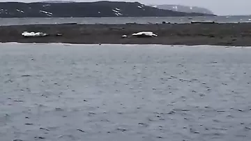 Сонный морж прогнал робкую белую медведицу с медвежонком