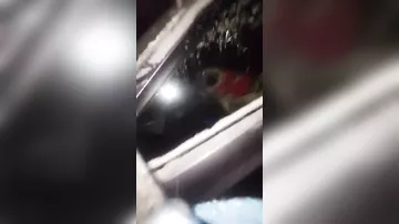 Собака смогла открыть заблокированную дверь авто