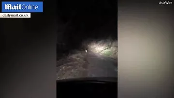 Кот вывел заблудившегося водителя из темного леса