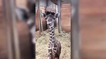 Видео с новорожденным жирафом растрогало Сеть