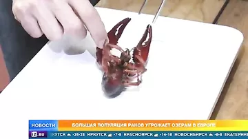 Американские раки-мутанты захватили европейские озера