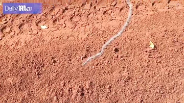Tırtıllar karvan düzəltdilər