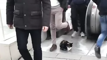 Видео с котом, который показывает, как найти себе хозяина, стало вирусным