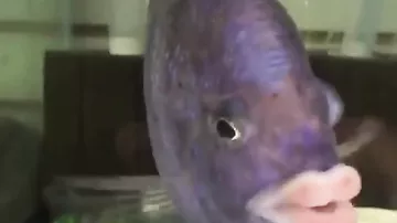 Рыбка с губами, которым позавидует Анджелины Джоли