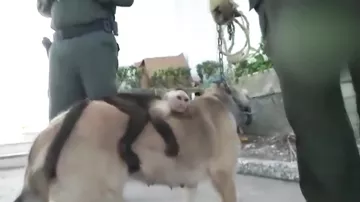 В Колумбии собака усыновила обезьяну