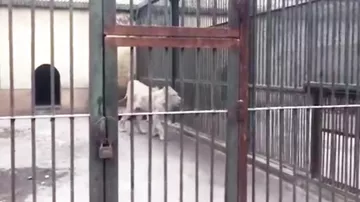 Посетители зоопарка сняли истощённого льва, который отгрыз себе хвост