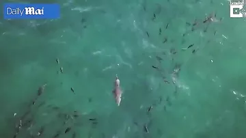 Азартная акула снесла стоявшего на ее пути туриста